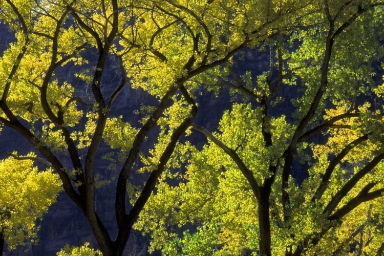 Picture of UT, ZION NP, GROTTO BACKLIT COTTONWOOD IN AUTUMN