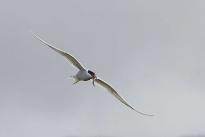Picture of ICELAND, VIK ARCTIC TERN WITH SMALL FISH IN BEAK