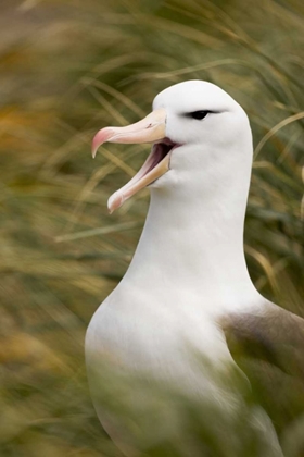 Picture of NEW ISLAND BLACK-BROWED ALBATROSS GUARDS NEST