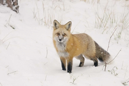 Picture of CO, PIKE NF A RED FOX WITH SNOW ON ITS MUZZLE