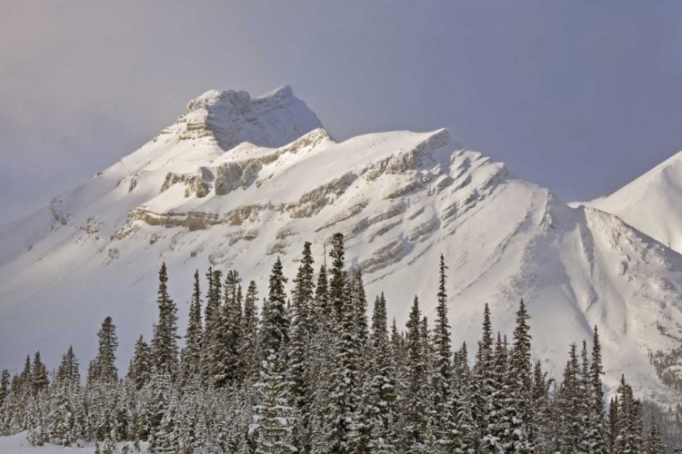 Picture of CANADA, ALBERTA, BANFF NP SUMMIT OF NIGEL PEAK