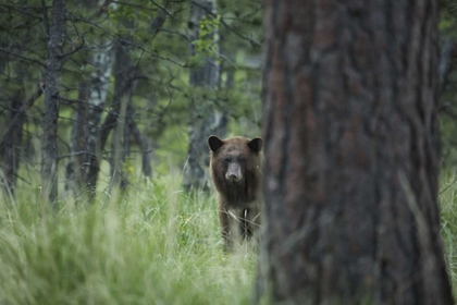 Picture of COLORADO A CINNAMON PHASE BLACK BEAR IN FOREST