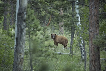 Picture of COLORADO A CINNAMON PHASE BLACK BEAR IN FOREST