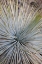 Picture of ARIZONA, GRAND CANYON NP WHIPPLES YUCCA PLANT