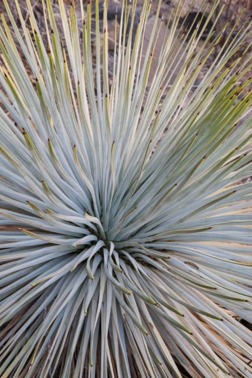 Picture of ARIZONA, GRAND CANYON NP WHIPPLES YUCCA PLANT