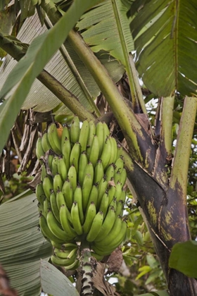 Picture of ECUADOR BANANAS GROWING WILD IN A CLOUD FOREST