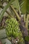 Picture of ECUADOR BANANAS GROWING WILD IN A CLOUD FOREST