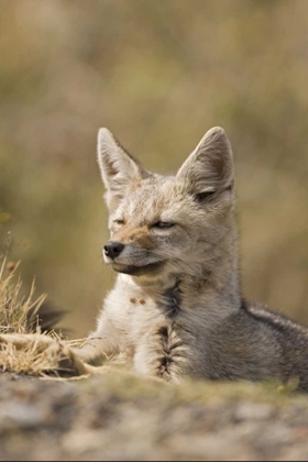 Picture of CHILE, TORRES DEL PAINE NP PATAGONIAN GRAY FOX