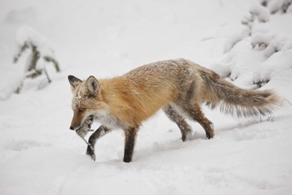 Picture of COLORADO, PIKE NF RED FOX CARRYING MEADOW VOLE