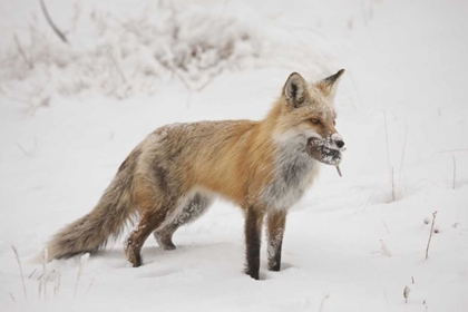 Picture of COLORADO, PIKE NF RED FOX CARRYING MEADOW VOLE