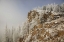 Picture of COLORADO, PIKE NF HOARFROST ON TREES AND GRASS