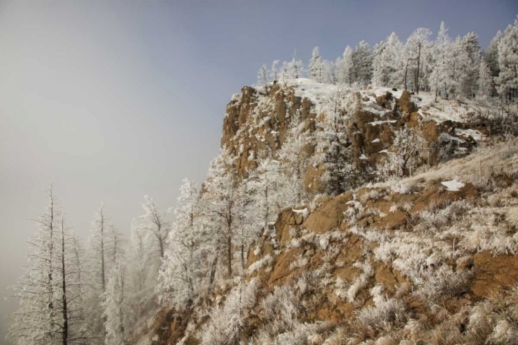 Picture of COLORADO, PIKE NF HOARFROST ON TREES AND GRASS