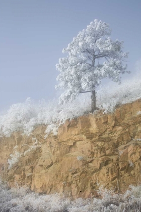 Picture of COLORADO, PIKE NF HOARFROST ON TREES AND GRASS