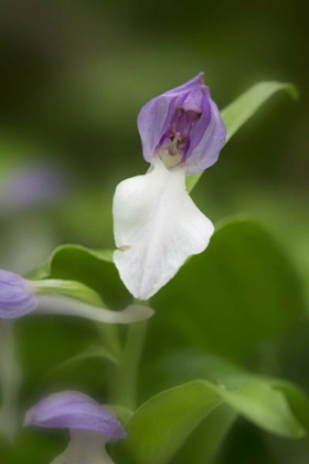 Picture of TENNESSEE, GREAT SMOKY MTS SHOWY ORCHIS ORCHID