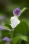 Picture of TENNESSEE, GREAT SMOKY MTS SHOWY ORCHIS ORCHID