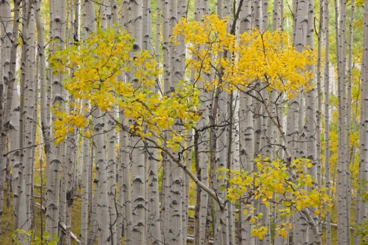 Picture of CO, WHITE RIVER NF A STAND OF ASPENS IN AUTUMN