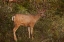 Picture of CO, PIKE NF MULE DEER BUCK WITH VELVET ANTLERS