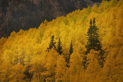 Picture of CO, ROCKY MTS A RIDGE OF ASPEN TREES IN AUTUMN