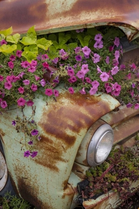 Picture of MT, COLUMBIA FALLS PETUNIAS GROWING FROM A CAR