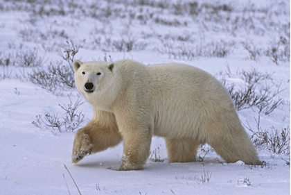 Picture of CANADA, WAPUSK NP POLAR BEAR WALKING ON TUNDRA