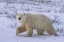 Picture of CANADA, WAPUSK NP POLAR BEAR WALKING ON TUNDRA