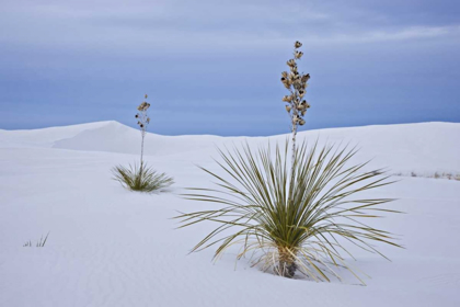 Picture of NEW MEXICO, WHITE SANDS NM YUCCA ON SAND DUNES