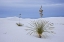 Picture of NEW MEXICO, WHITE SANDS NM YUCCA ON SAND DUNES
