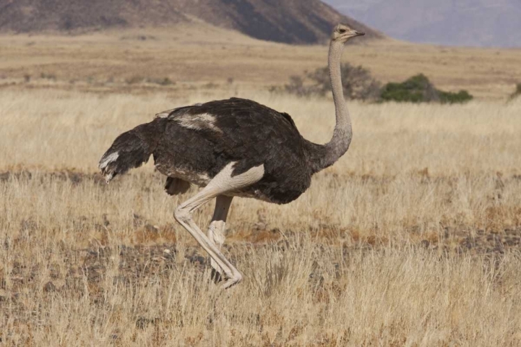 Picture of OSTRICH, NAMIB NAUKLUFT NP, NAMIB DESERT, NAMIBIA