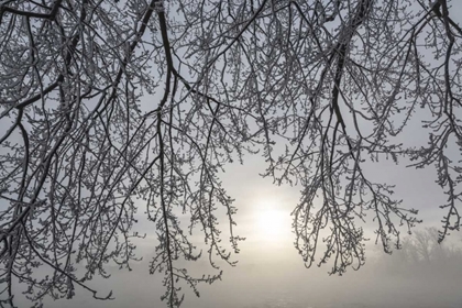 Picture of CANADA, OTTAWA FROSTY LIMBS AND FOG-SHROUDED SUN