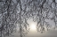 Picture of CANADA, OTTAWA FROSTY LIMBS AND FOG-SHROUDED SUN
