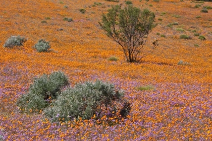 Picture of BLOSSOMS IN NAMAQUA NP, NAMAQUALAND, SOUTH AFRICA