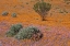 Picture of BLOSSOMS IN NAMAQUA NP, NAMAQUALAND, SOUTH AFRICA