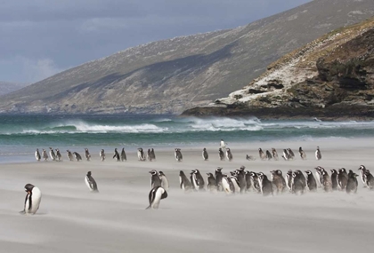 Picture of SOUTH ATLANTIC, SAUNDERS ISL MAGELLANIC PENGUINS