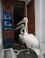 Picture of GREECE, MYKONOS, HORA TWO PELICANS IN RESTAURANT