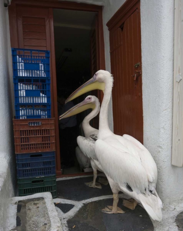 Picture of GREECE, MYKONOS, HORA TWO PELICANS IN RESTAURANT