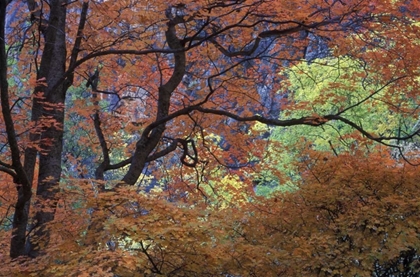 Picture of UT, ZION NP MAPLE TREE WITH ORANGE AUTUMN LEAVES