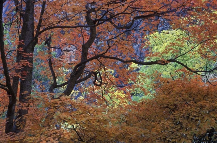 Picture of UT, ZION NP MAPLE TREE WITH ORANGE AUTUMN LEAVES