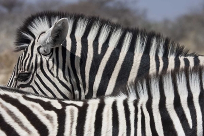 Picture of NAMIBIA, ETOSHA NP PATTERNS FORMED BY TWO ZEBRAS