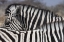 Picture of NAMIBIA, ETOSHA NP PATTERNS FORMED BY TWO ZEBRAS