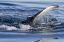 Picture of NORWAY, SVALBARD HUMPBACK WHALE TAILFIN BREECHES