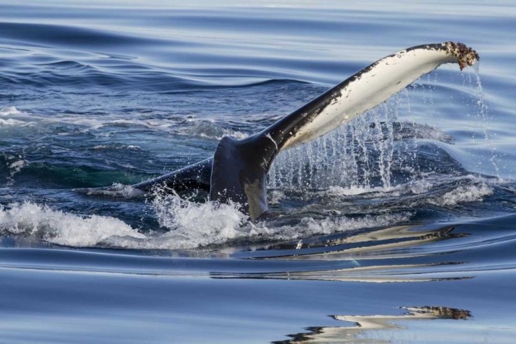 Picture of NORWAY, SVALBARD HUMPBACK WHALE TAILFIN BREECHES