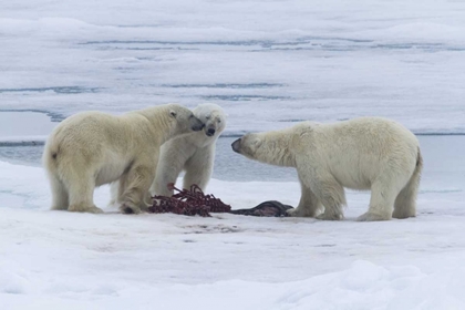 Picture of NORWAY, SVALBARD THREE POLAR BEARS GREETING EACH
