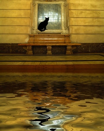 Picture of CONCEPT OF BLACK CAT AND WATER