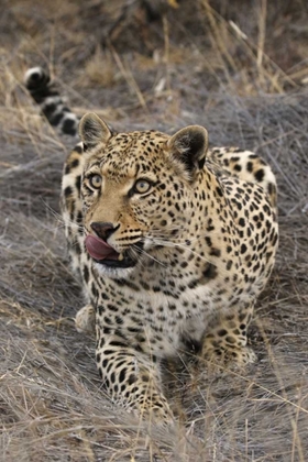 Picture of SOUTH AFRICA, CROUCHING LEOPARD