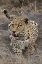 Picture of SOUTH AFRICA, CROUCHING LEOPARD