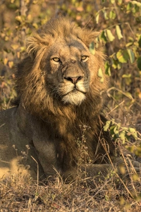Picture of SOUTH AFRICA, MALE LION RESTING