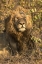 Picture of SOUTH AFRICA, MALE LION RESTING