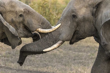 Picture of SOUTH AFRICA, SPARRING ELEPHANTS