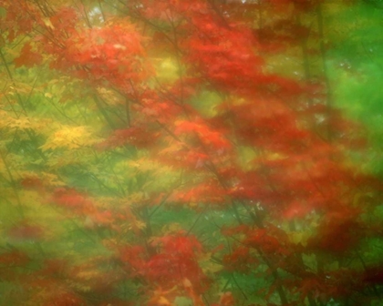 Picture of VERMONT ABSTRACT OF MAPLE TREES