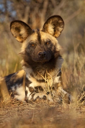 Picture of AFRICA, NAMIBIA WILD DOG RESTING